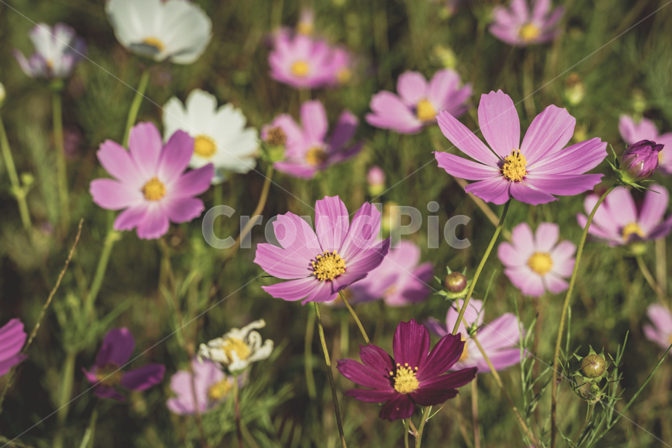 꽃,코스모스,가을,공원,자연,풀,식물,접사,flowers,plants,beautiful,fall,nature,park,가을,계절,fall,autumn,season,식물,자연,plants,nature,꽃,flower,plant,blossom,geranium,제라늄