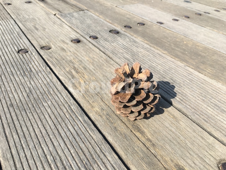 솔방울,소나무,해송,식물,pine,cone
