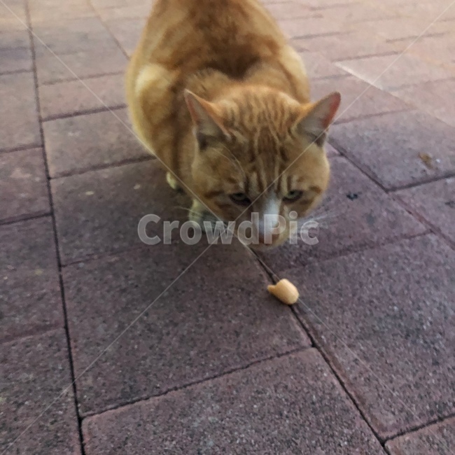 고양이,길고양이,동물,소세지,길거리,동물,animal,포유류,mammal,고양이,cat,kitten,kitty