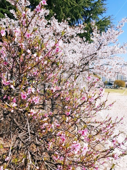 plant,식물,flower,blossom,꽃,식물,자연,plants,nature,꽃,flower