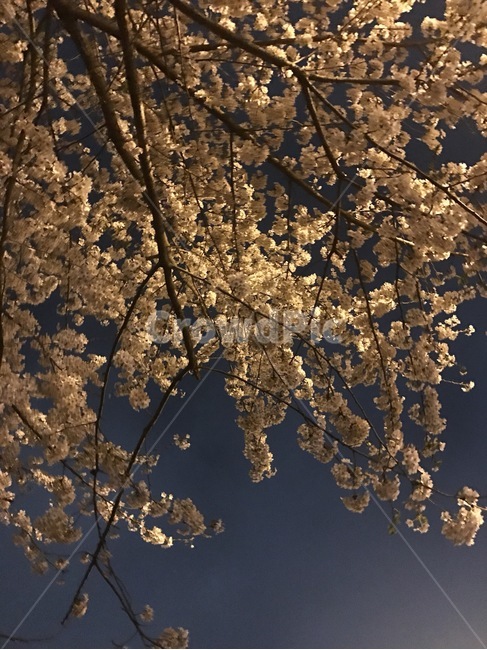 벚꽃,봄,밤,벚꽃나무,꽃,봄,계절,spring,season,야경,밤,풍경,nightscape,night,landscape,식물,자연,plants,nature,꽃,flower,plant,blossom,cherry blossom