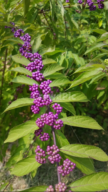 자주,보라색열매,나뭇잎,풀잎,여름