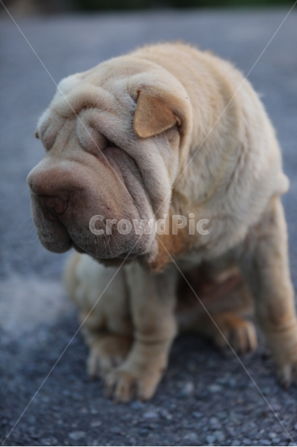 멍멍이,강아지,개,순둥이,동물,동물,animal,포유류,mammal,개,강아지,dog,doggy