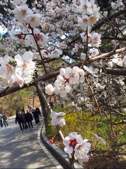 봄,벚꽃,화성축제,따스함,산책,봄,계절,spring,season,식물,자연,plants,nature,꽃,flower,plant,blossom,cherry blossom