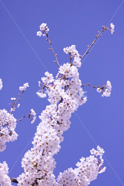 벚꽃,봄,꽃,분홍,자연,나무,따듯,감성,flower,pink,spring,plant,blossom,cherryblossom