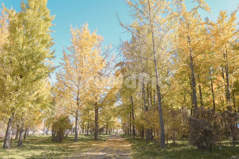 blue sky,Ginkgo,Dasan Ginkgo Forest,tree,bluesky,Emotional photo,trail,tree trunk,fallen leaves,fall,road,plant,ginkgo,treetrunk,autumn,walk