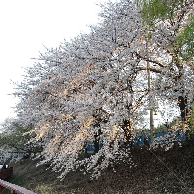 식물,plant,벚꽃,봄,사쿠라,경치,꽃,풍경,꽃구경,봄,계절,spring,season