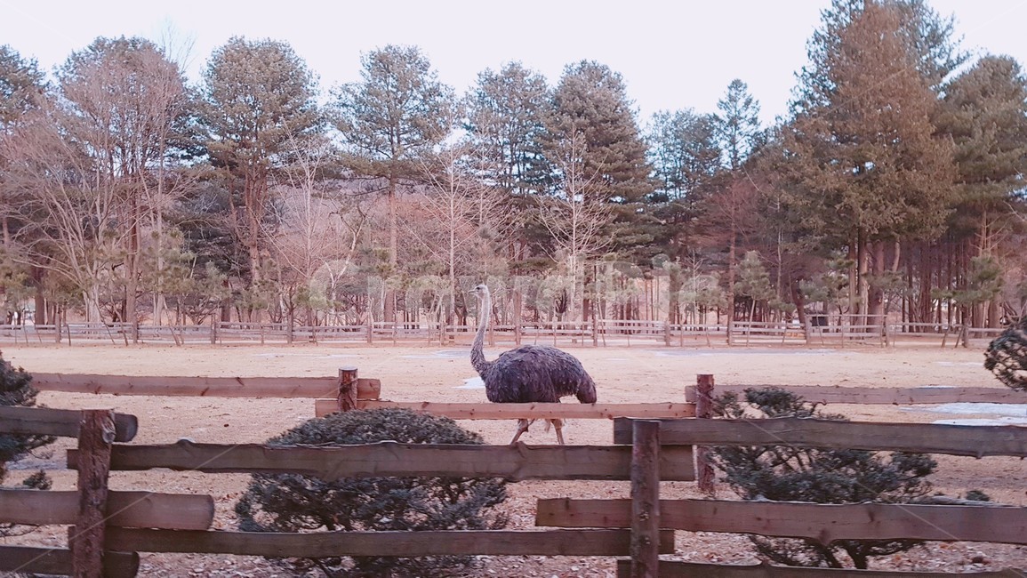 bird,animal,동물,새,남이섬,타조,ostrich,동물,animal,조류,새,birds