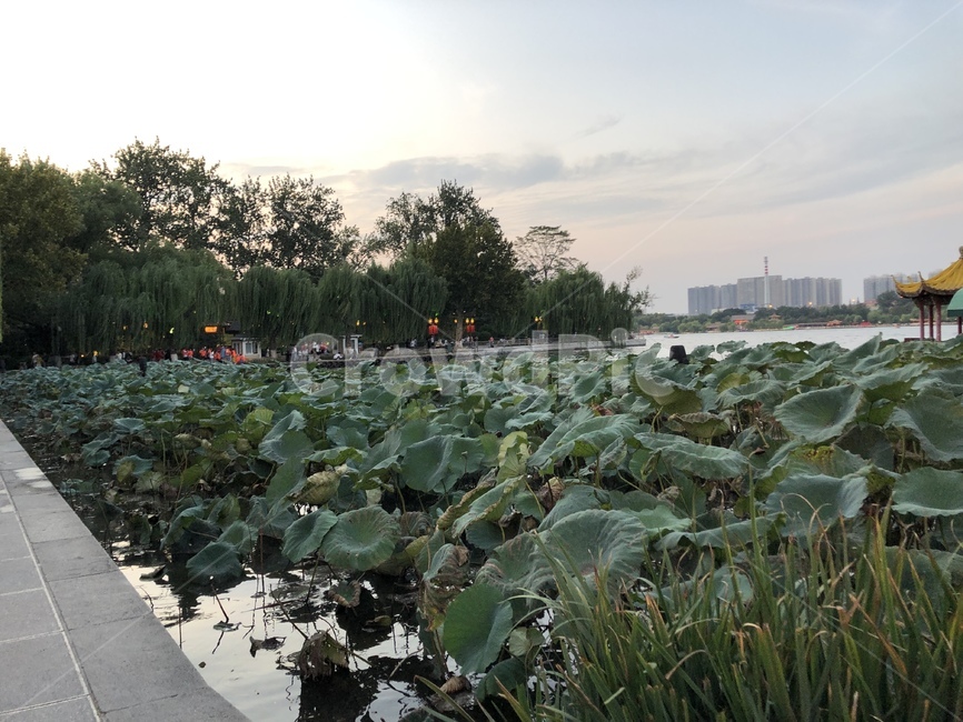 식물,plant,연꽃잎,강,자연