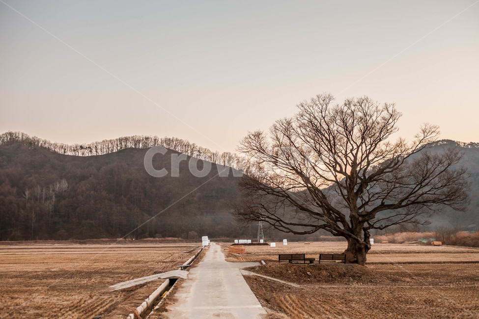 보은,원정리,나무,왕따나무,겨울,풍경,자연,일몰,자연,풍경,nature,landscape,한국자연풍경,한국자연경관,korea nature landscape,road,도로
