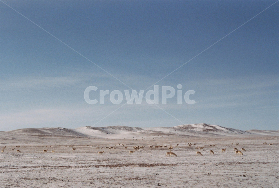 몽골,자연,고비사막,사막,산,mountain,눈,snow,가젤,야생동물,동물