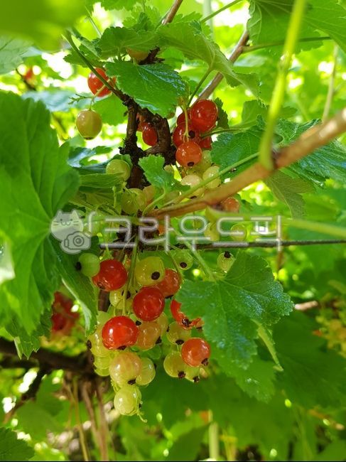 커런트,currant,까치밥나무과,레드커런트,열매,유기농,베리