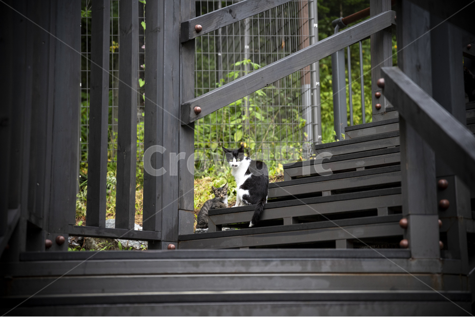 고양이,cat,동물,animal,애완,애완묘,공원,계단,동물,animal,포유류,mammal,고양이,cat,kitten,kitty