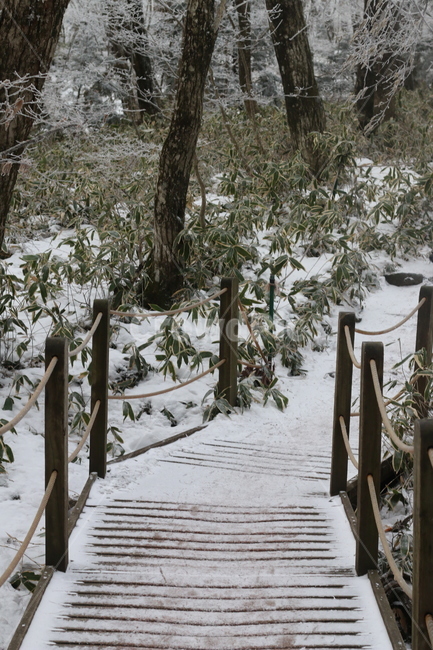 한라산,다리,풍경,눈길,눈,눈꽃,겨울,계절,winter,season,자연,풍경,nature,landscape