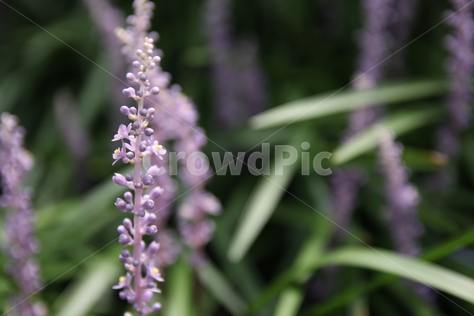 꽃,봄,꽃잎,flower,식물,자연,화단,수목원,garden