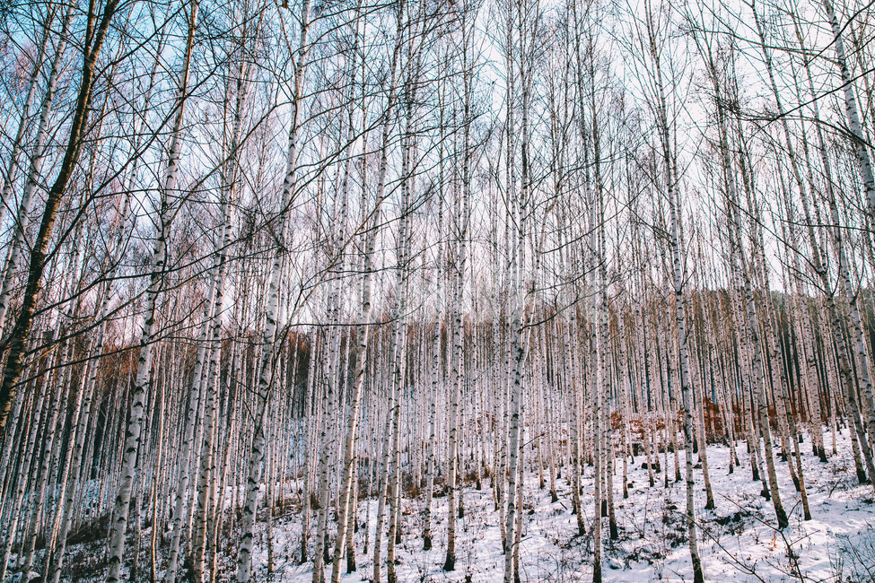 설경,눈풍경,자작나무숲,인제,자작나무,풍경,풍경사진,여행사진,여행,자연,nature,landscape,식물,plants,나무,trees,wood,흑백,모노톤,monochrome,blackandwhite,감성,한국자연풍경,한국자연경관,koreanlandscape,눈꽃,원대리,배경,백그라운드,snow,겨울,계절,winter,season,자연,풍경,nature,landscape,식물,plants,나무,trees,wood,grass,잔디,plant,lawn