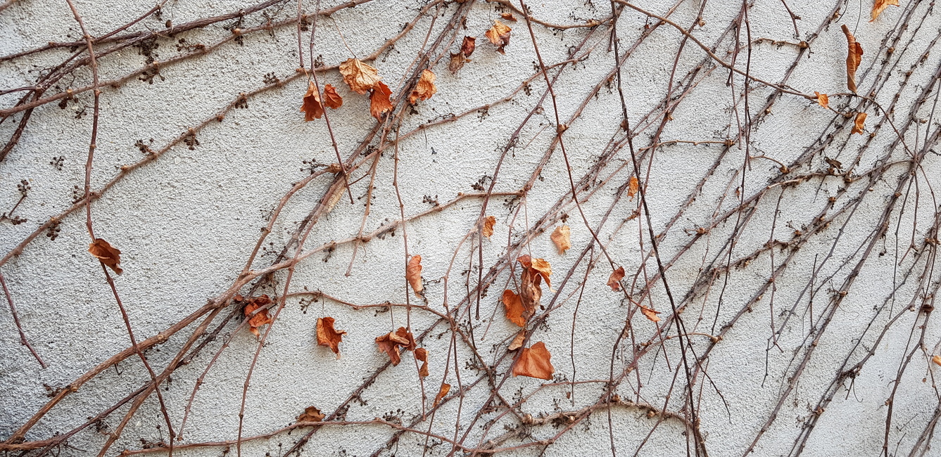 잎,leaf,식물,벽,plant,가을,식물,자연,plants,nature