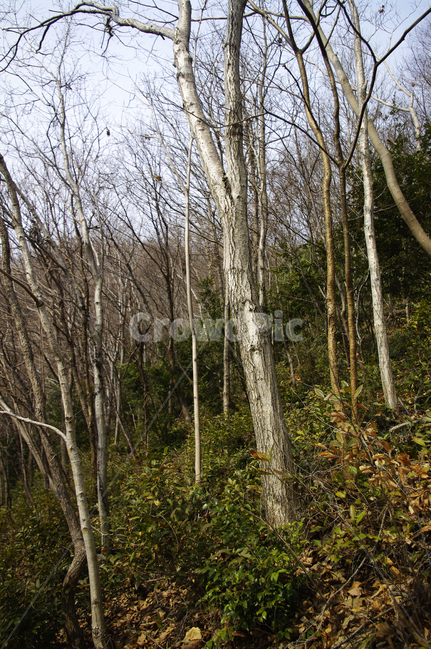 나무,식물,자연,nature,plant,나무줄기