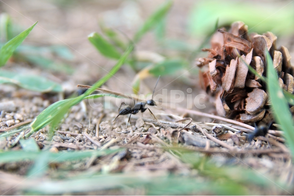 개미,절지동물,곤충,땅개미,수개미,일개미,솔방울,동물,animal,곤충,벌레,insect,bug