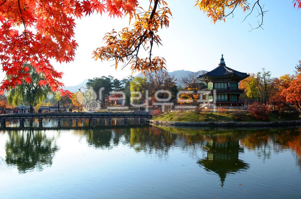 경복궁, 향원정, 가을, 단풍, 단풍잎, 사진,이미지,일러스트,캘리그라피 - 대송작가