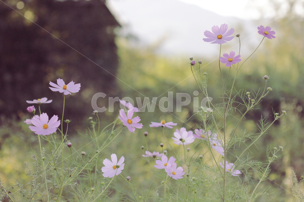 코스모스,꽃,자연,꽃밭,flower,green,가을,계절,fall,autumn,season,식물,자연,plants,nature,꽃,flower,감성,sensible,feeling,plant,blossom,geranium,제라늄,anemone,아네모네