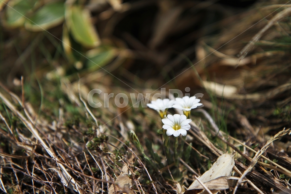 흰그늘용담꽃,식물,꽃,한라산꽃,자연,감성사진,식물,자연,plants,nature,꽃,flower