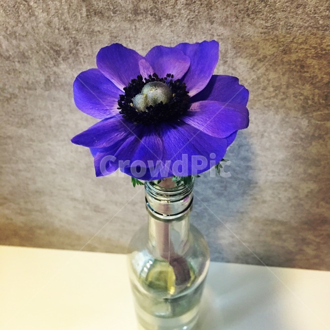 꽃,flower,식물,plant,blue,보라,purple,화병