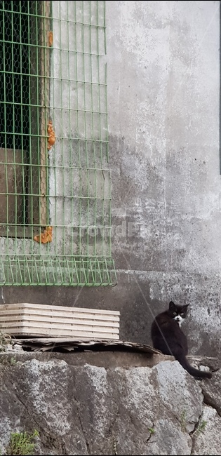 길고양이,검정고양이,고양이,cat,거리,시골