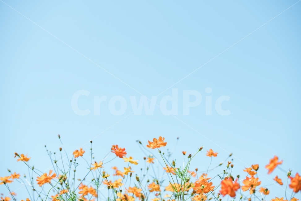 코스모스,가을,하늘,노란코스모스,황화코스모스,평창,평창읍,바위공원,가을하늘,꽃,파랑,노랑,자연,풍경,nature,landscape,가을,계절,fall,autumn,season,식물,plants,꽃,flower,감성,sensible,feeling,색깔,색상,색채,색감,color sense,color sensitivity,feeling of color