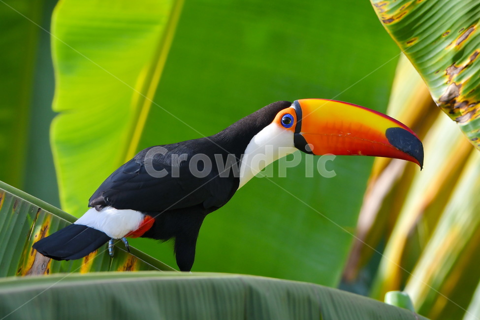animal,동물,bird,투칸,toucan,동물,animal,조류,새,birds