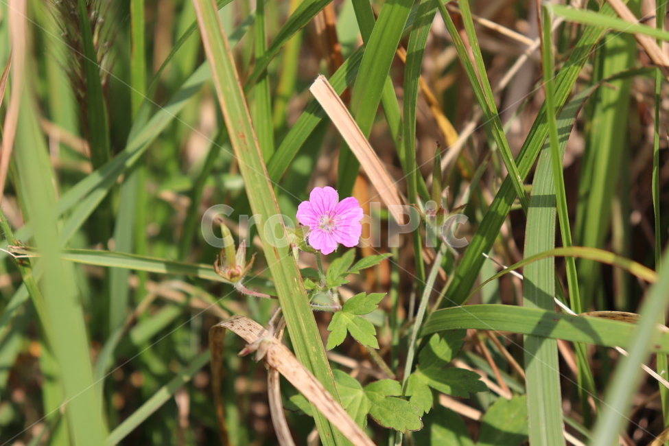 꽃,식물,geranium,flower,blossom,식물,자연,plants,nature,꽃,flower