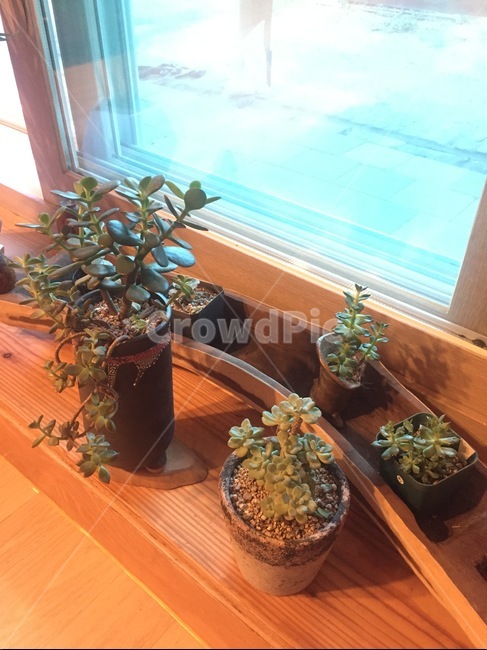 화분,가구,우드,나무,wood,반려식물,힐링,실내용화초,화분,화초,house plant