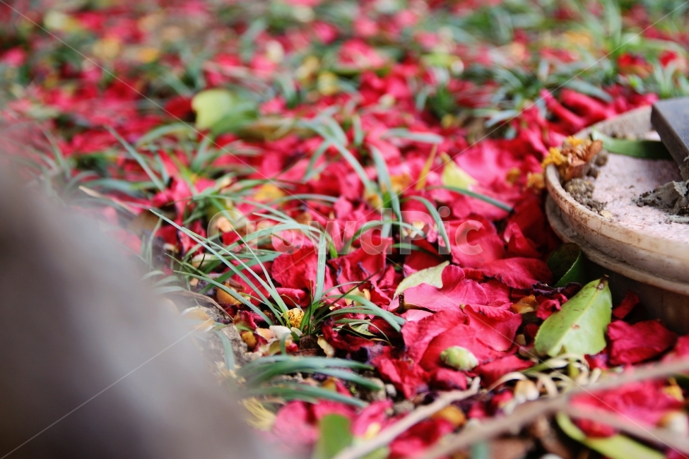 동백꽃,꽃잎,낙엽,겨울,꽃,식물,자연,plants,nature,꽃,flower