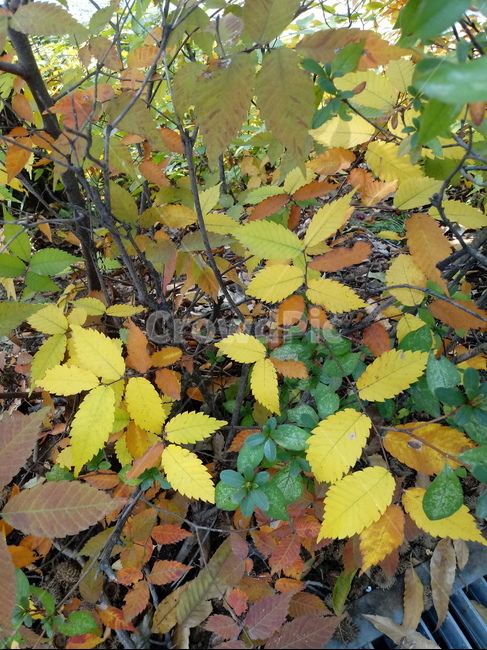 가을,단풍,낙엽,maple,plant,식물,단풍나무,단풍잎,leaf,잎,tree,나무,계절,fallautumnseason,가을단풍,자연,풍경,경치,가을,계절,fall,autumn,season,식물,자연,plants,nature,나무,trees,wood