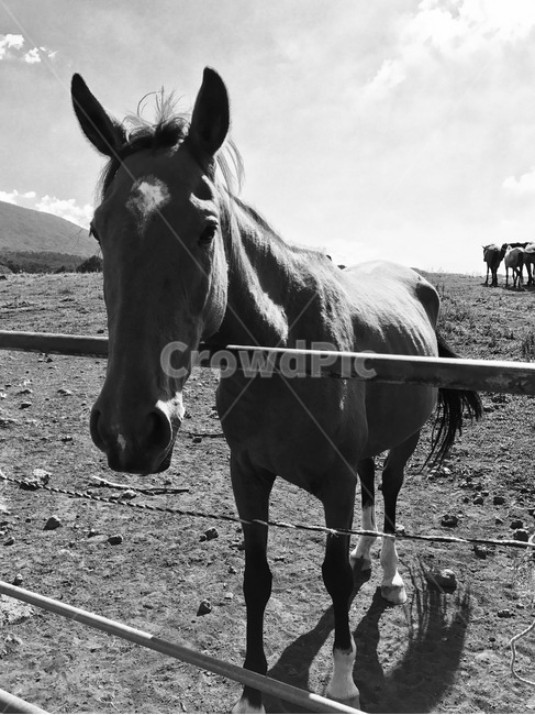 말,동물,흑백,horse,animal,동물,animal,포유류,mammal,흑백,모노톤,monochrome,black and white