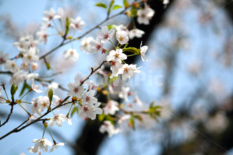 벗꽃,벗나무,매화,봄,꽃,봄꽃,분홍색꽃,분홍꽃,꽃잎,cherryblossom,spring,flower,plant,sky,bluesky,꽃망울,꽃봉오리,꽃배경