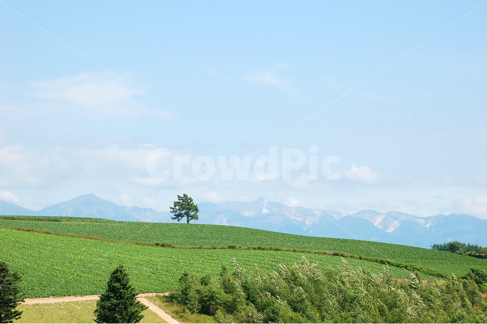 landscape photography,Hill,One tree,nature,tree,Hokkaido,mountain,field,background,sight,Agriculture,landscape image