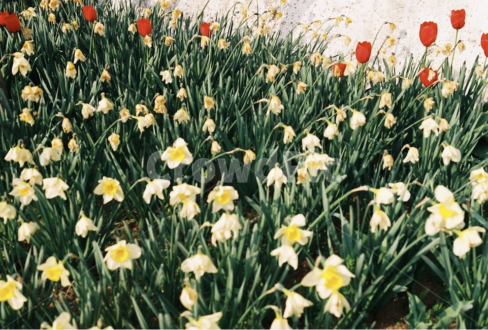 봄,꽃,수선화,튤립,필름