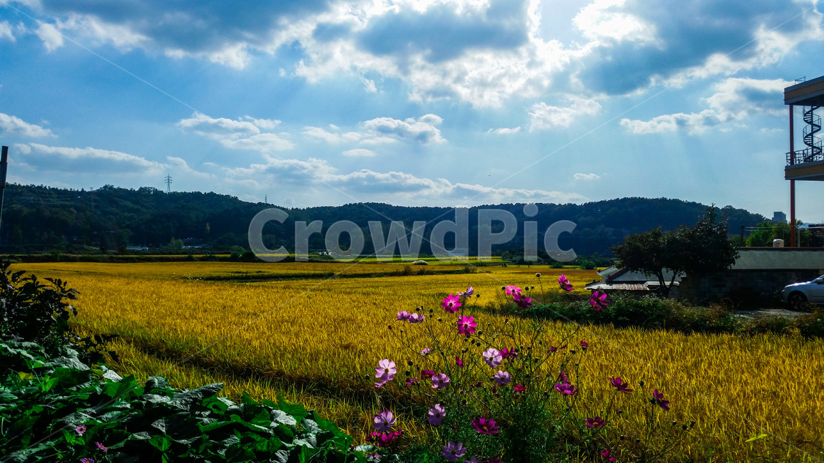 outdoors,옥외,grassland,field,들,nature,자연,countryside,지방,rural,농촌,가을,구름,빛살,빛,벼