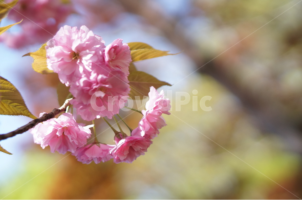 겹벚꽃,왕벚꽃,핑크,봄,하늘,풍경,봄,계절,spring,season,식물,자연,plants,nature,꽃,flower,plant,blossom