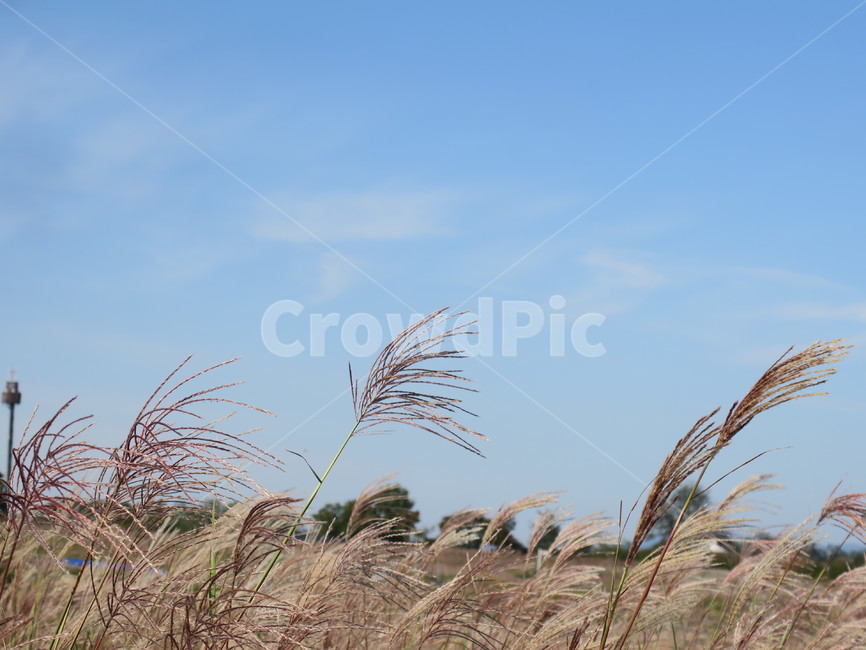 갈대,식물,풀,하늘,가을,옥외,자연,식물,자연,plants,nature