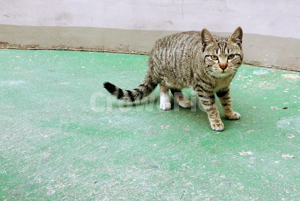 고양이,줄무늬고양이,정면,경계,서있는자세,동물,animal,포유류,mammal,고양이,cat,kitten,kitty