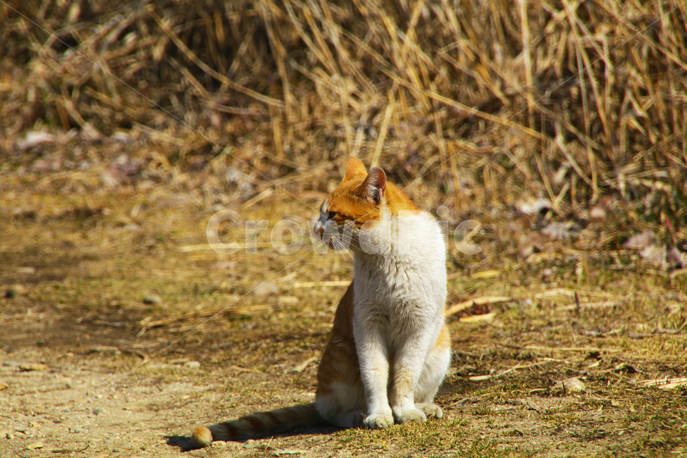 고양이,야옹이,나비,개냥이,애완동물,반려동물,동물,animal,포유류,mammal,고양이,cat,kitten,kitty