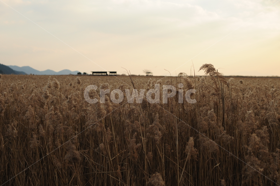 순천,순천만,노을,풍경,갈대