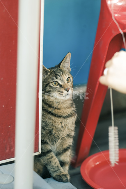고양이,야옹이,길고양이,길냥이,캣맘,야옹,캣,동물,animal,포유류,mammal,고양이,cat,kitten,kitty