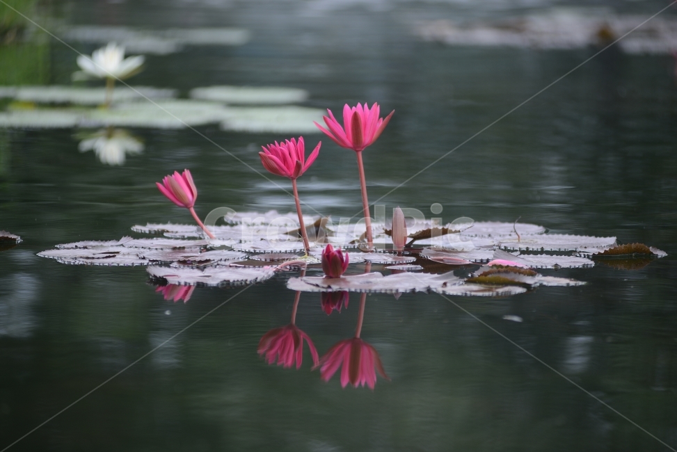 수련,연꽃,반영,물,자연,꽃,연잎,분홍,초록,식물,자연,plants,nature,꽃,flower