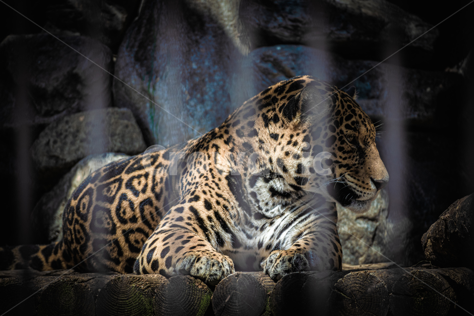 재규어,jaguar,동물,animal,동물원,동물,animal,포유류,mammal
