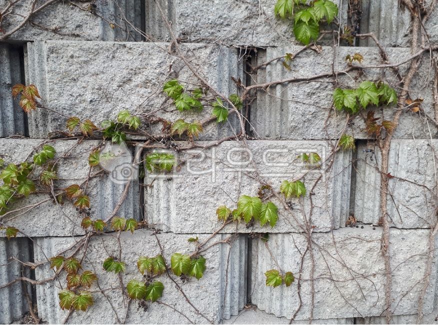atmosphere,rough,objects,cold,background paper,spring,gray,atmospheric,plants,vitality,construction,Emotion,brick,vine,vintage background,retro background,nature,texture,retro,leaf,ivy,Emotional photo,plaster wall,cement,background,plant,wall,fence,wild,s