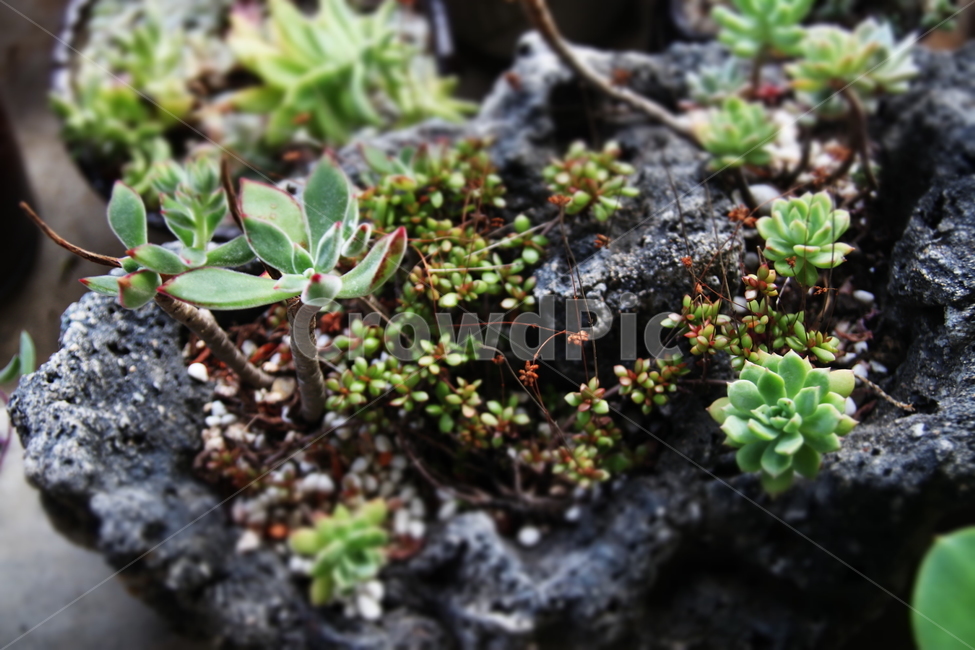 다육이,식물,자연,힐링,편안,식물,자연,plants,nature