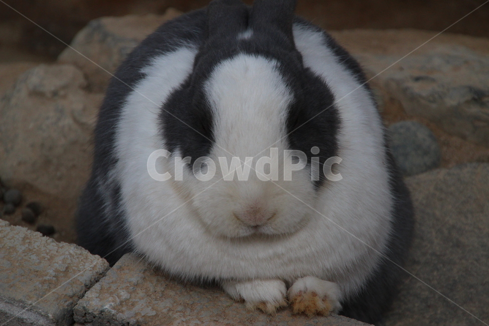 mammal,포유류,animal,동물,토끼,rodent,설치류,동물,animal,포유류,mammal